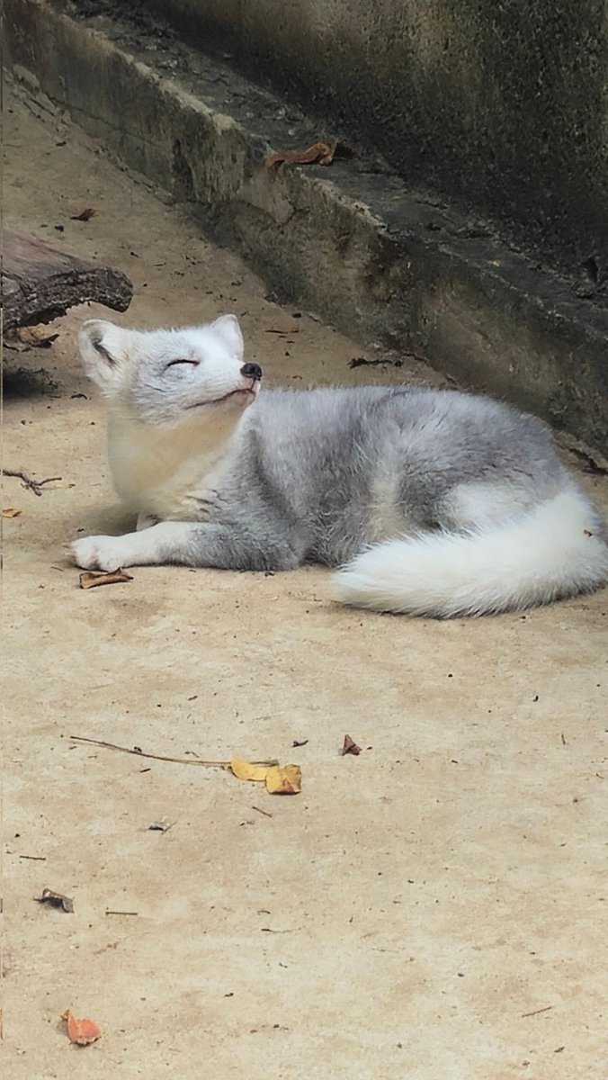yurei_th's tweet photo. ช่วงนี้เที่ยวบ่อย​ กำลังหาสัตว์มาเข้าค่ายทำวีฯ
👻😖👻 https://t.co/YPaWskqpEn