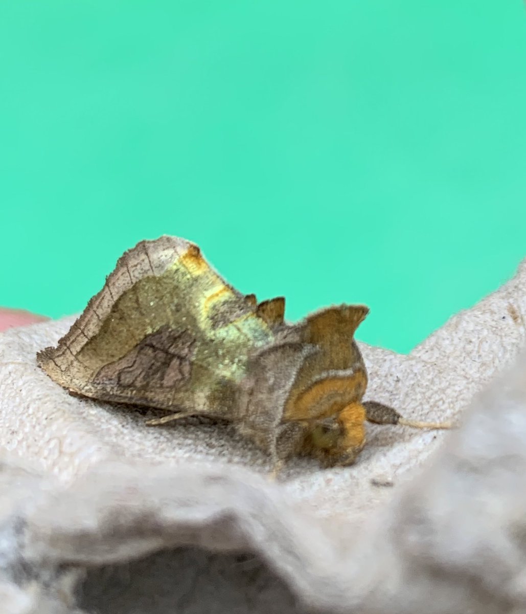 Tracy Munro tweet media