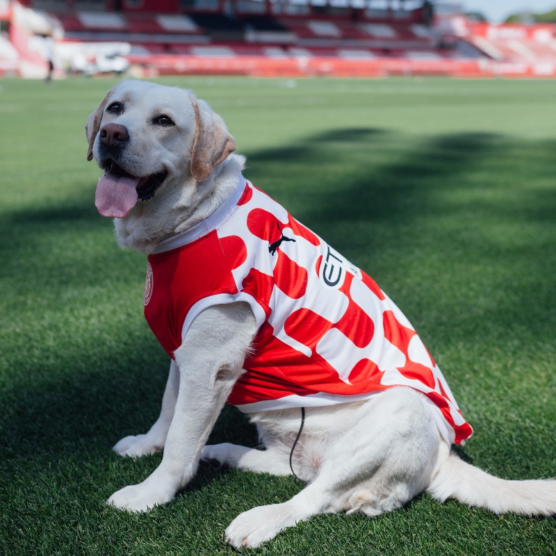 GironaFC's tweet photo. 🐶 La Canya continuarà sent la gossa oficial del Girona FC ❤️🤍

🤩 Aquesta serà la seva tercera temporada a Montilivi i seguirà fent la seva tasca social a diferents centres 🙌

#PetFriendly #GironaFC
