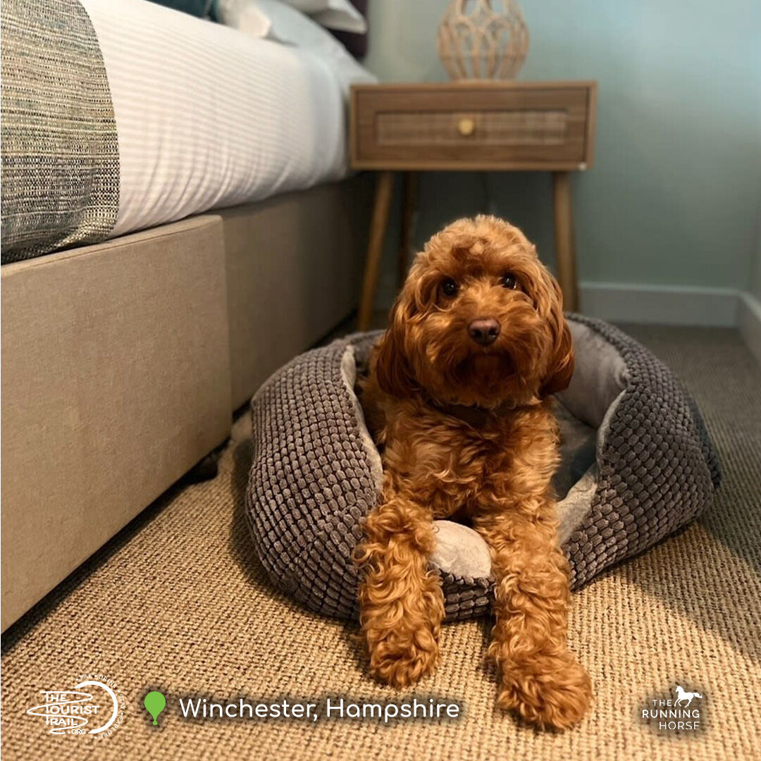 TheTouristTrail's tweet photo. 🍽️✨ Discover #TheRunningHorse by #UphamInns near #Winchester! Enjoy all-day dining, hire our space for events, and stay in 1 of our 15 chic bedrooms for a unique #PubWithRooms experience.

📍 https://t.co/iD34AVdLPo 

#CountryPub #BritishDining @RunningHorseInn https://t.co/ql8JpZLRJv