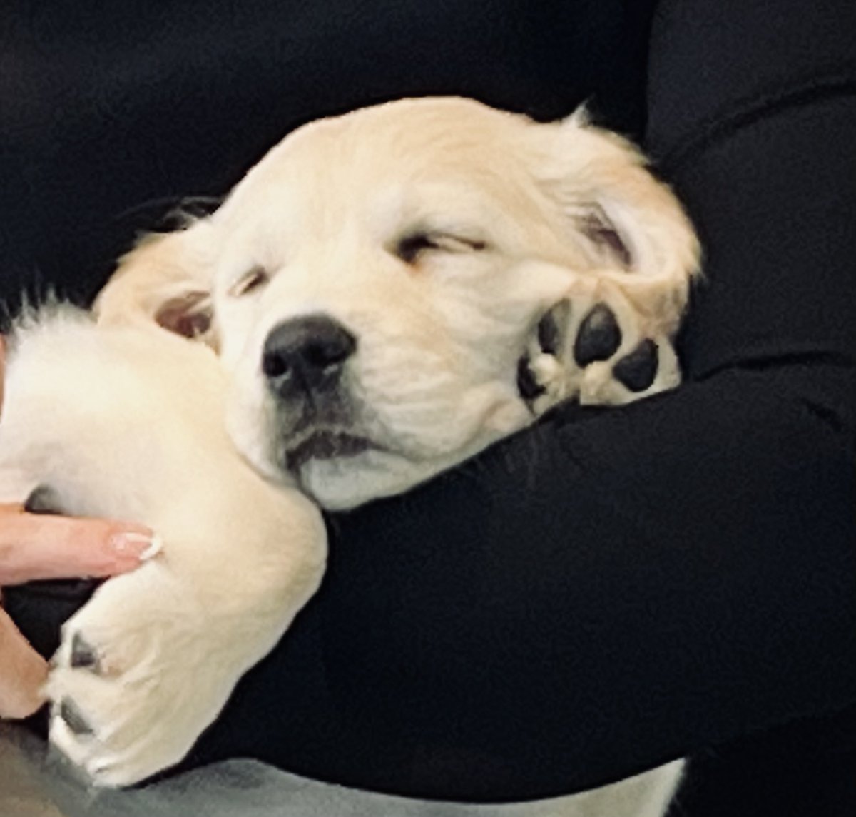 Kayleigh Rhodes tweet media