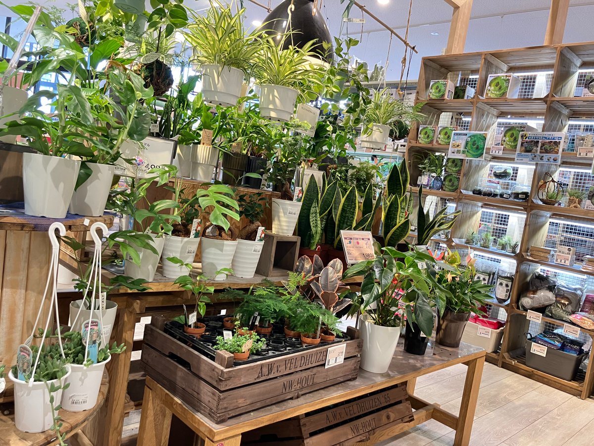 島忠・ホームズの園芸売場では、観葉植物や多肉植物などもお取扱いし