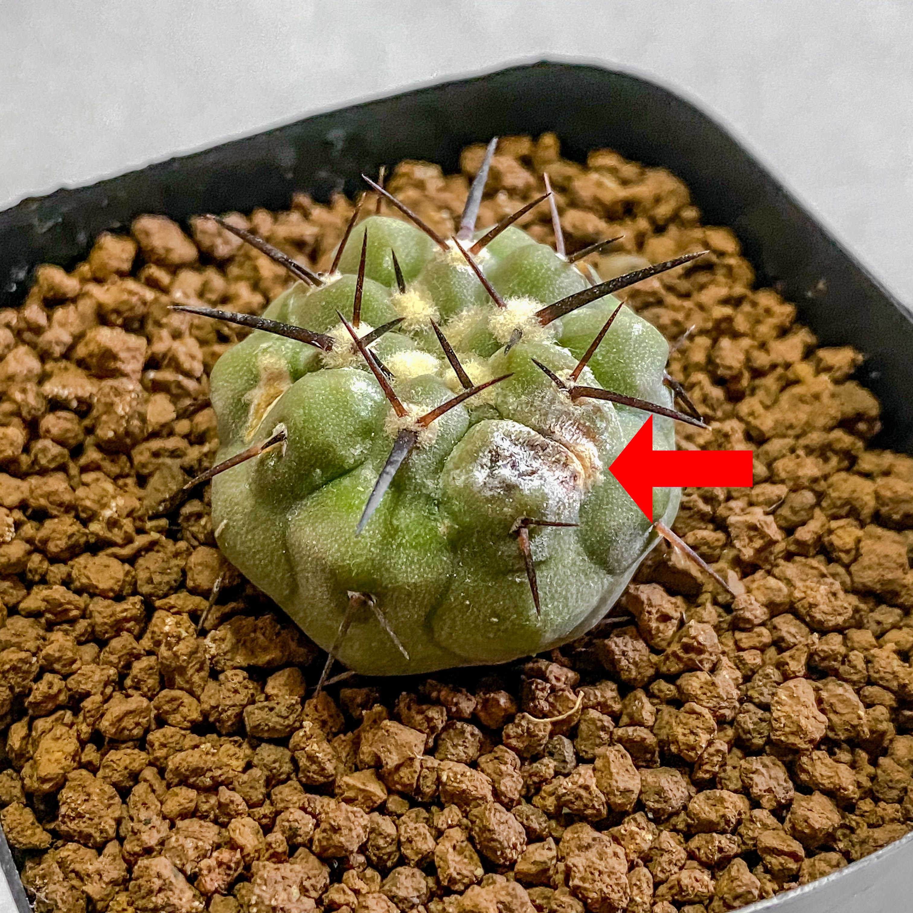 黒王丸 - Search / X