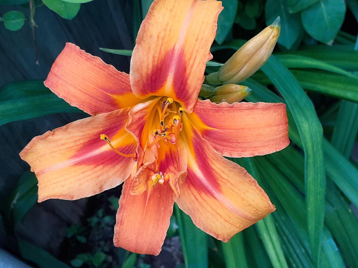 Brixton Neighbourhood Forum tweet media