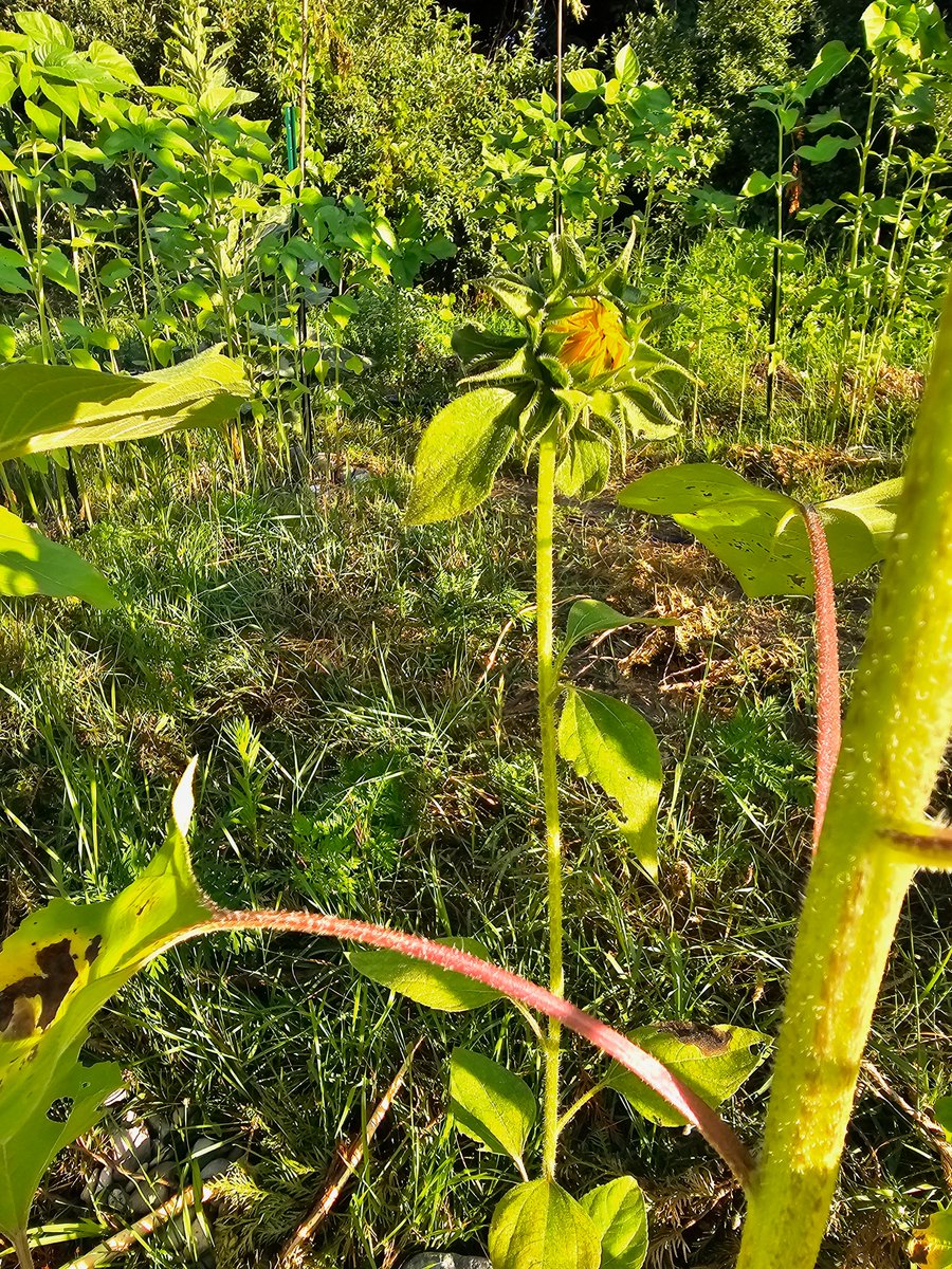 GTBMember's tweet photo. First signs of sunflower yellow!
24 different #sunflowers grown in a circle https://t.co/uxCGwKGefp