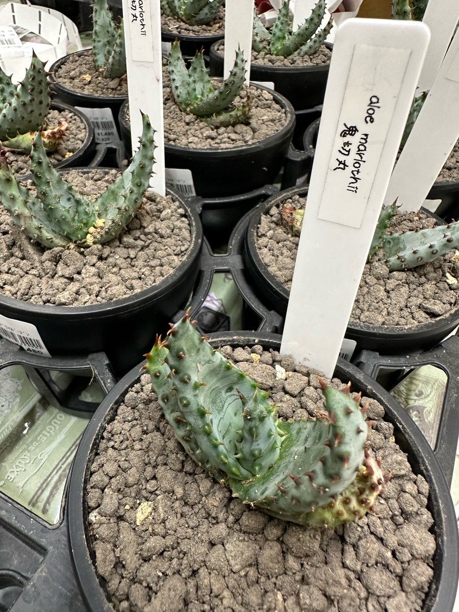 ガーデンセンター ひたちなか店】 アガベ入荷情報📢 #PENPENGUSA さん