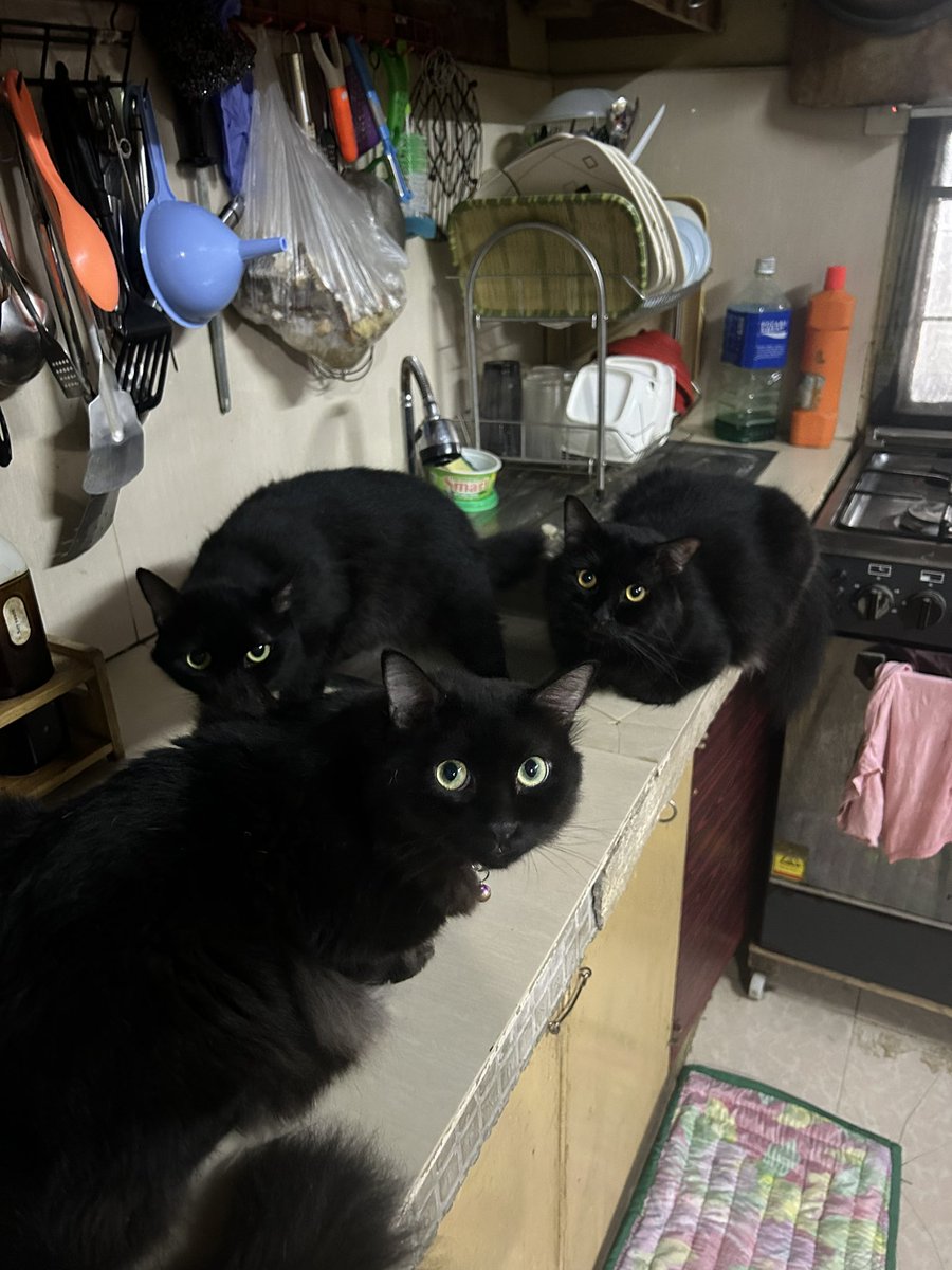 mga pusa sa daan tweet media