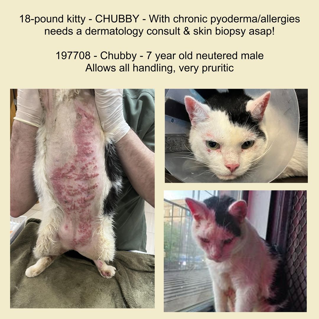 🆘🆘 for CHUBBY 7 yo in Manhattan ACC
Very urgent cat suffering 🆘🆘🏥🆘🆘🔥
18-pound kitty with chronic pyoderma / allergies needs a dermatology consult &amp; skin biopsy ASAP 🆘🆘🔥🔥🔥🔥🔥 🆘

Per ACC vet - "Chubby needs a dermatologist and likely a skin biopsy. I am suspicious
