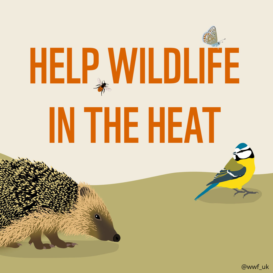 wwf_uk's tweet photo. Remember, if you're struggling with the hot weather this week, wildlife might be too. Here are just a few ways you can help:

Leave out food for hedgehogs. 🦔

Add a ramp to your pond if the water level gets low. ✅

Leave out shallow dishes of water and keep them filled. 💧 https://t.co/OMNZ8WipJw