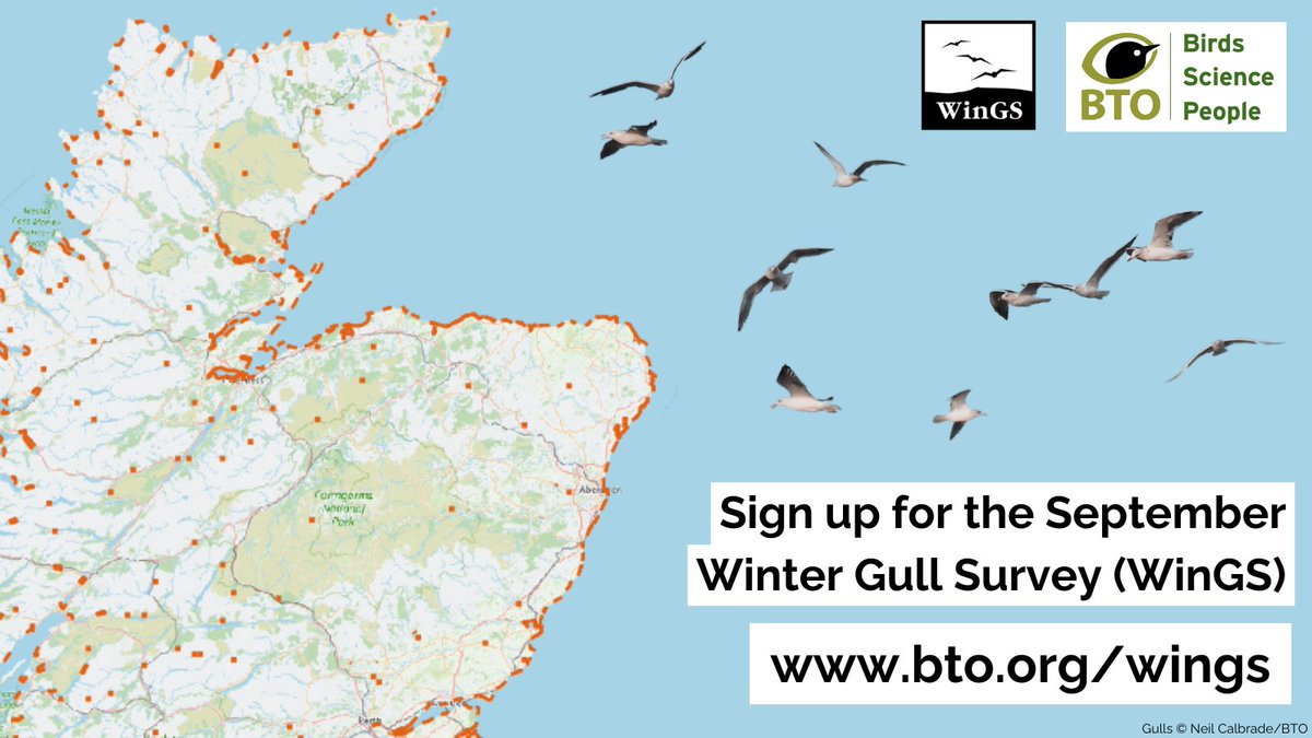 The Autumn period for this year's Winter Gull Survey is fast approaching! There are plenty of sites to choose from across Scotland. 🏴󠁧󠁢󠁳󠁣󠁴󠁿 Get involved this September and help with essential monitoring. 🌍➡️Visit bto.org/wings to learn more and sign up #WinGS_UK <a href="/WeBS_UK/">Wetland Bird Survey</a>