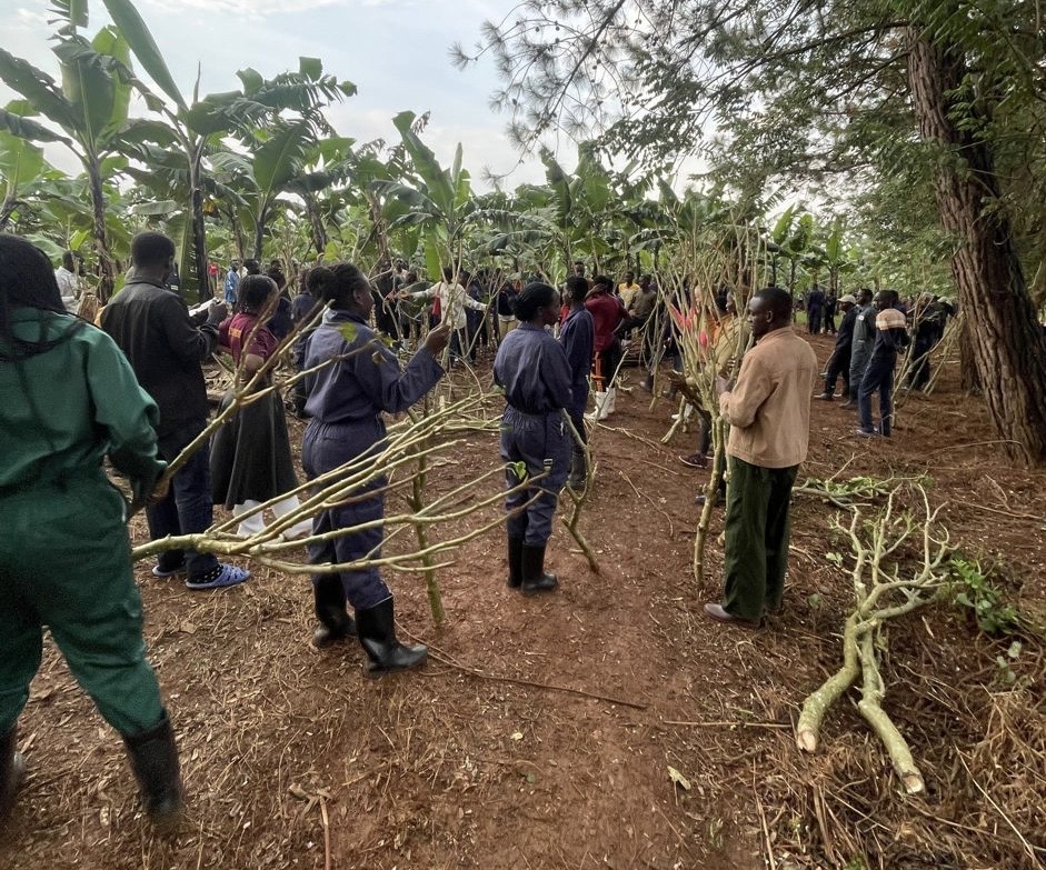VANEX Uganda (@vanexug) on Twitter photo In collaboration with the Horticulture Unit, under the Department of Agricultural Production at <a href="/Makerere/">Makerere University</a>, launched a one-acre vanilla demonstration unit. This pioneering initiative will equip students with hands on knowledge while promoting eco-friendly farming systems. In collaboration with the Horticulture Unit, under the Department of Agricultural Production at <a href="/Makerere/">Makerere University</a>, launched a one-acre vanilla demonstration unit. This pioneering initiative will equip students with hands on knowledge while promoting eco-friendly farming systems.