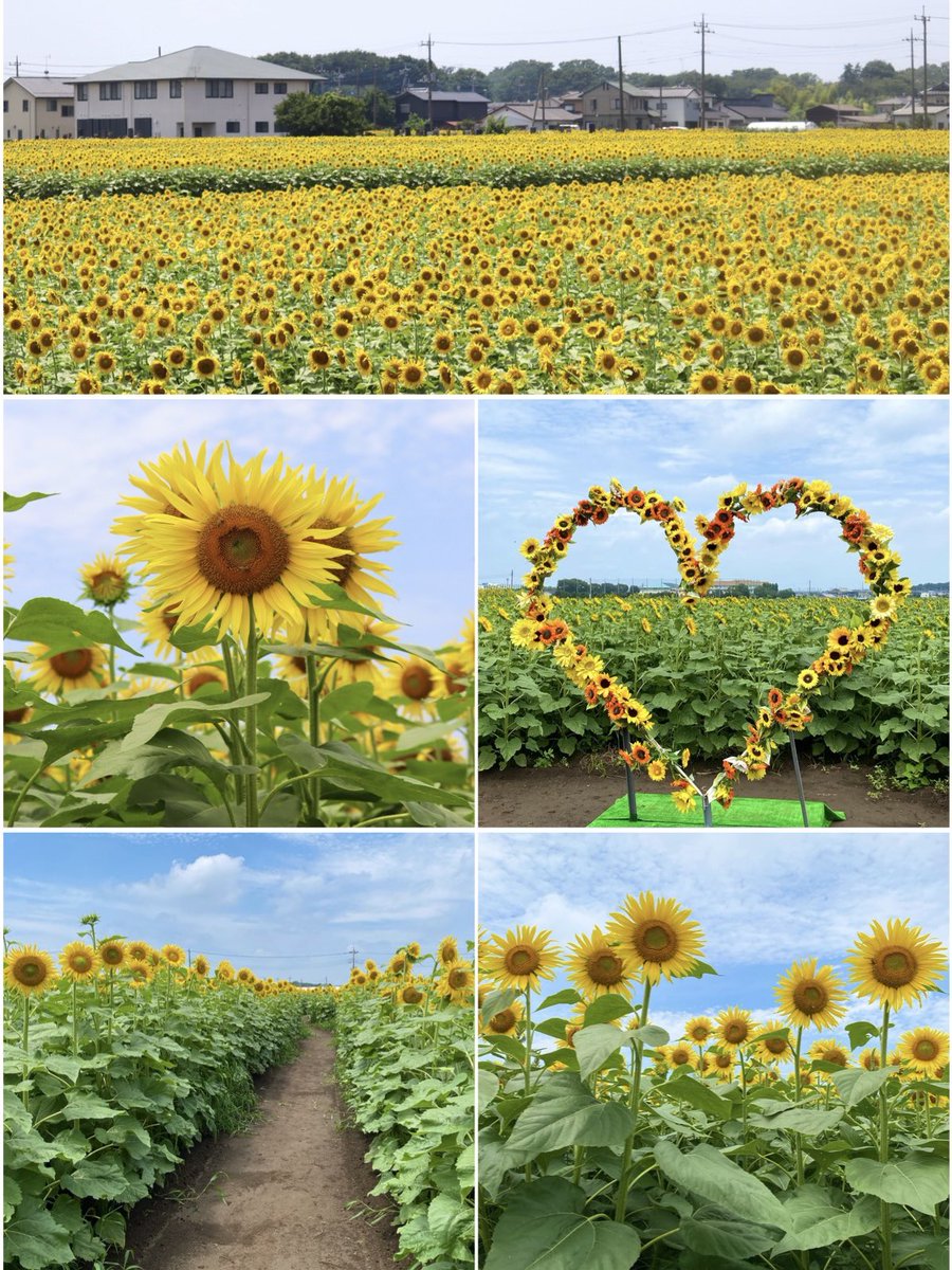 AK52008210's tweet photo. こんばんは✨

栃木県野木町
  🌻ひまわり畑にて🌻
  一面に咲く向日葵💛
    2024/07/18

今日も一日お疲れ様でした.☪*ﾟ

#野木町ひまわりフェスティバル
#TLを花でいっぱいにしよう https://t.co/UgmV9El4rL
