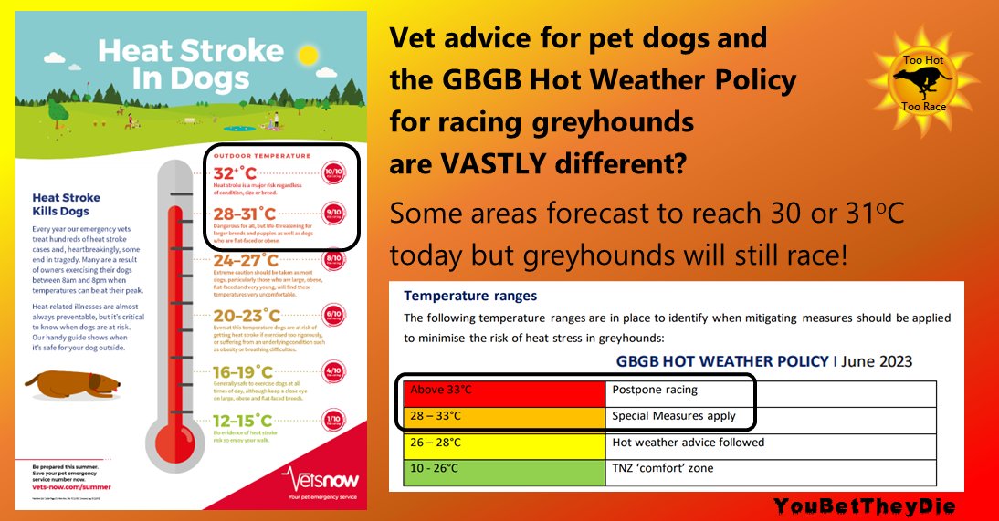 YouBetTheyDie's tweet photo. Vet advice for dogs &amp; the GBGB Hot Weather Policy
for racing #greyhounds are VASTLY different?
Some areas forecast to reach 30 or 31C today but greyhounds will still race! 
#YouBetTheyDie #TooHotToRace #ProfitBeforeWelfare #CutTheChase #PetsNotBets
Pls share https://t.co/jIjJjxlk5I