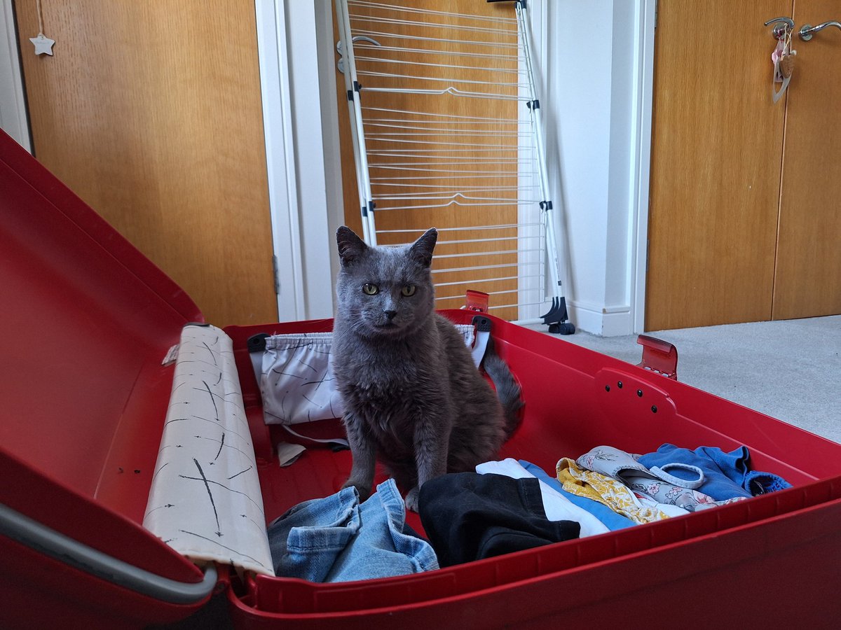 IvanandFelix's tweet photo. What. The. Fur. Is. This?! 🙀🙀🙀
 Explain yourself! 😾😾😾

#CatsOfTwitter #CatsOnX #Abandonment #HowDareShe #holidays https://t.co/8JtWy4p2Xb