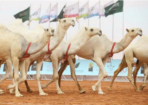 جمال الابل ياسر القلوب ...
موروث عظيم نفتخر به ...

جهود كبيرة لدعم هذا القطاع  يقوم به نادي الابل مشكورا ...

ونتمنى مزيدا من التطور لهذا القطاع خاصة من جانب الرسائل الاتصالية والتركيز على غرس وتعزيز هذا الموروث في الجيل الجديد

أيضا الاتصال الخارجي مع المجتمعات العالمية التي