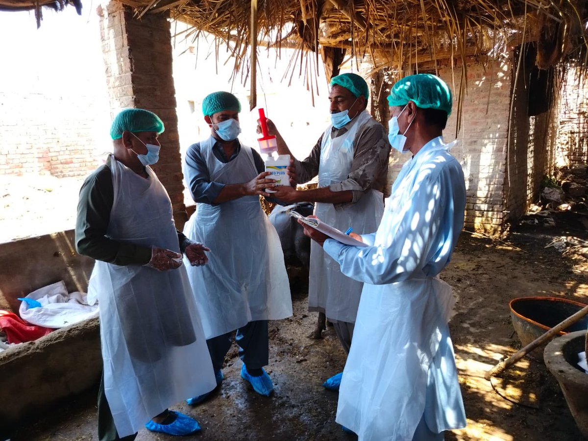 @Rdf_sindh, under the Urban Food Production project, has partnered with <a href="/Welthungerhilfe/">Welthungerhilfe (WHH)</a> &amp; the Livestock Department, <a href="/GovtofSindhPK/">Govt of Sindh</a> , to conduct a successful livestock vaccination drive in Hyderabad. Enhancing animal health, dairy production &amp; supporting local farmers.