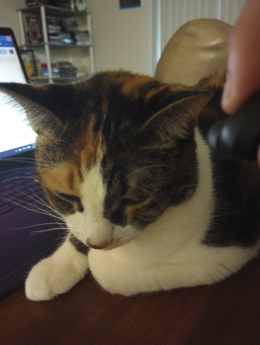 MStapleton83's tweet image. My cat Minnow listening to #patrickstump 's song Spotlight. @falloutboy @petewentz