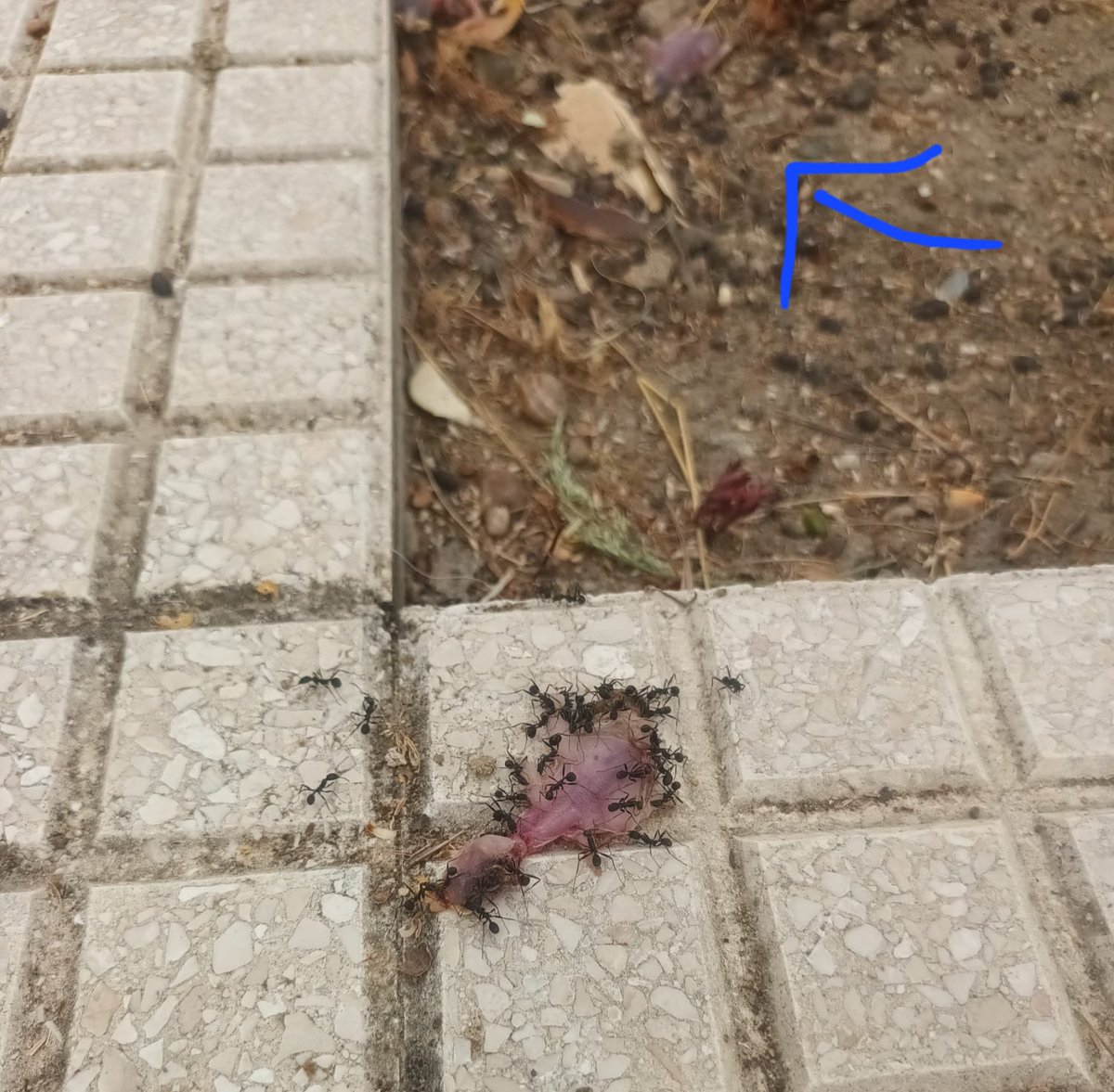 juralde's tweet photo. Informan a @AlianzaVerde_ en Andalucía que podas que está realizando el ayuntamiento onubense de Palma del Condado  han causado la destrucción de un centenar de nidos de gorrión en plena época de cría. Recordamos que esta actividad está prohibida durante la cría. ¡Paralización! https://t.co/uwPD1WwK41