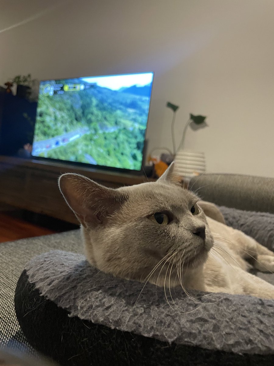 zoomlines's tweet photo. #tourcat is looking relaxed #couchpeloton https://t.co/mnYh2CcICi