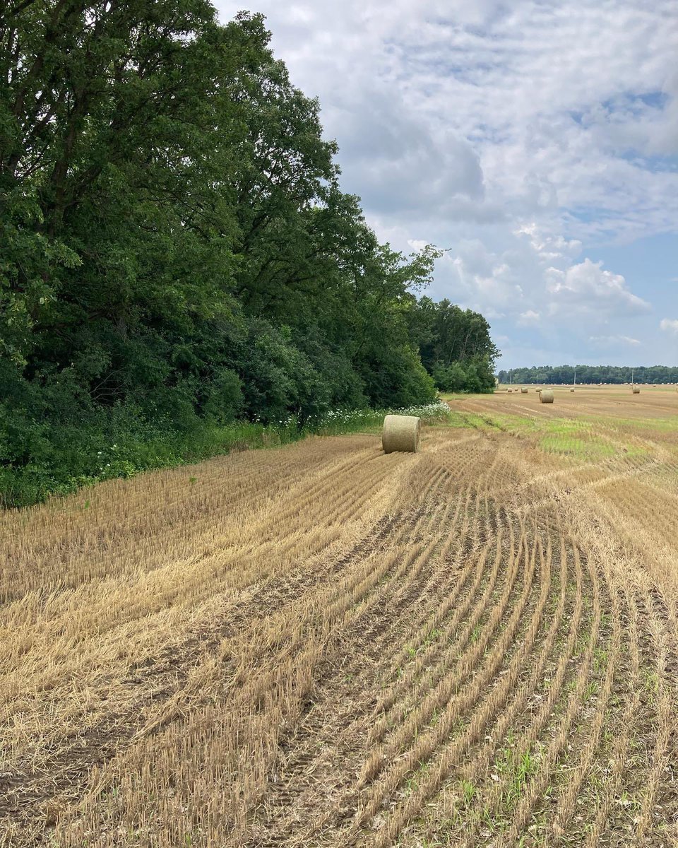 swbrushcontrol's tweet photo. If your wheat or hay is off and you are thinking you would like a quote to get your field boundaries cleaned up, give me a call. We will travel.
519-808-7922 https://t.co/Fbce5BTgqh