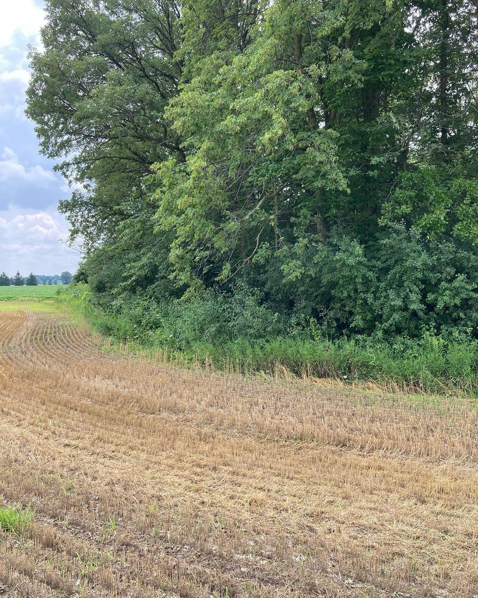 swbrushcontrol's tweet photo. If your wheat or hay is off and you are thinking you would like a quote to get your field boundaries cleaned up, give me a call. We will travel.
519-808-7922 https://t.co/Fbce5BTgqh
