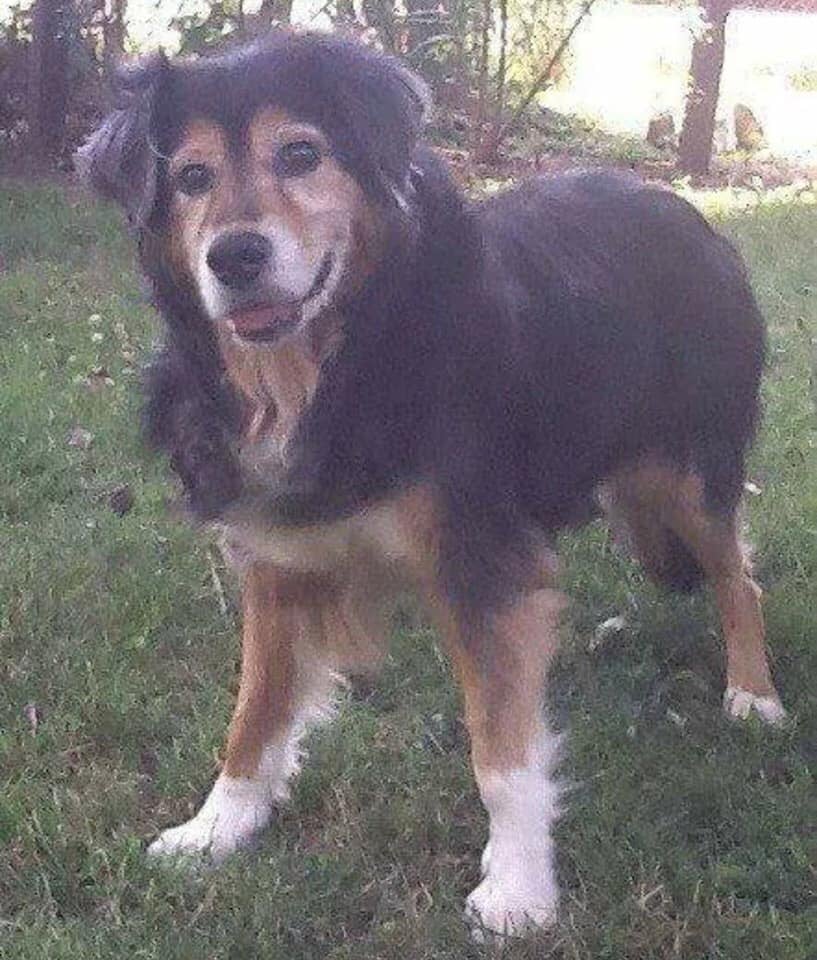 BestinDogs's tweet photo. Nick turned 19 today. Doesn't he look great for his age🐶 https://t.co/6ho4WuAgxt