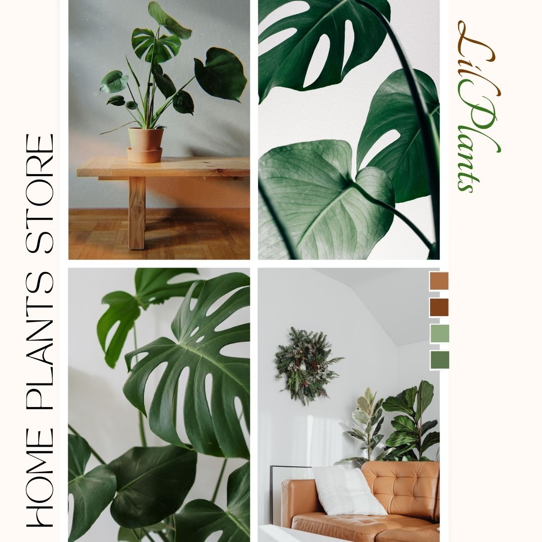 lilplantsworld's tweet photo. Discover the beauty of indoor plants at Lil Plants. Your home will thank you! 🌿🌟

#IndoorPlants #GreenHome #PlantDecor #lilplants #nature #plants #indoorgarden #gardening #uninstallphonepe #BillGates #Divorce #Stree2 #Microsoft #Infosys #PujaKhedkar https://t.co/QI7Jk5lNqT