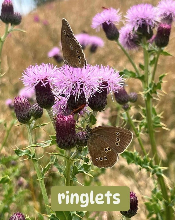 The_Hutts's tweet photo. Sadly it hasn’t been a very good year for butterflies, but nice to see the a good showing of ringlets in the arboretum #butterfly #ringlets #thistle #summer #arboretum #attraction #dayout #tourism #northyorkshire #BigButterflyCount https://t.co/BgP0IjqYGo