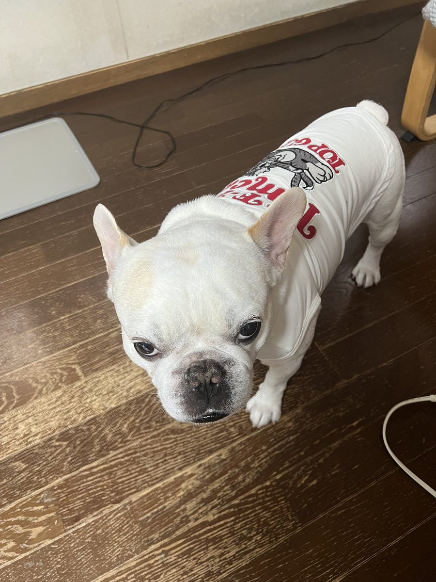 boolanc719's tweet photo. 8歳になりました！ https://t.co/mRyoZOKR79