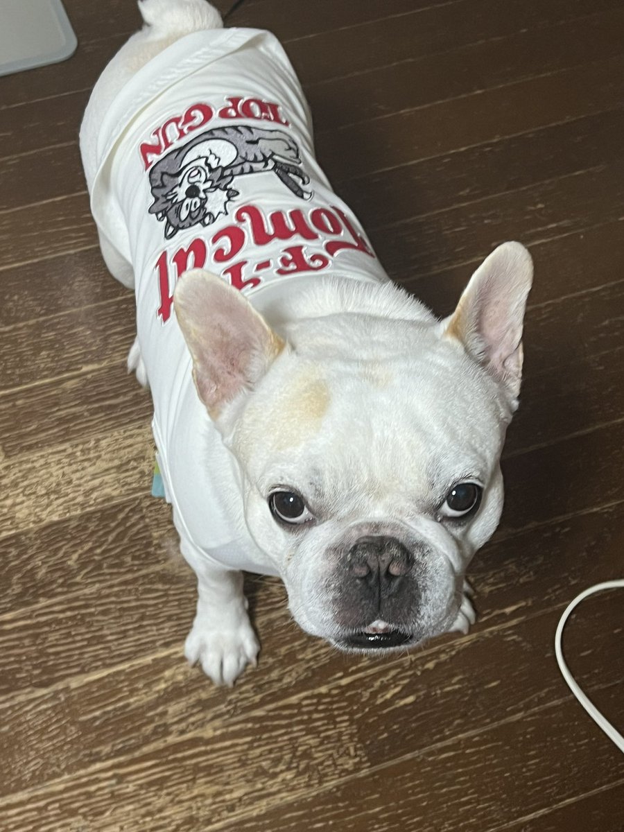 boolanc719's tweet photo. 8歳になりました！ https://t.co/mRyoZOKR79