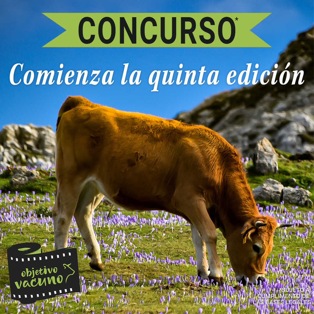 edit_agricola's tweet image. ¿Ya has participado en '#ObjetivoVacuno'?
El concurso de fotografía y memes que busca visibilizar el #vacuno de carne 🥩 y el medio rural español. 

🏆 Premios que van desde los 100 a los 500€ 

🔗 Sube tu foto o meme aquí 👇 provacuno.es/objetivovacuno 

👥 @Provacuno