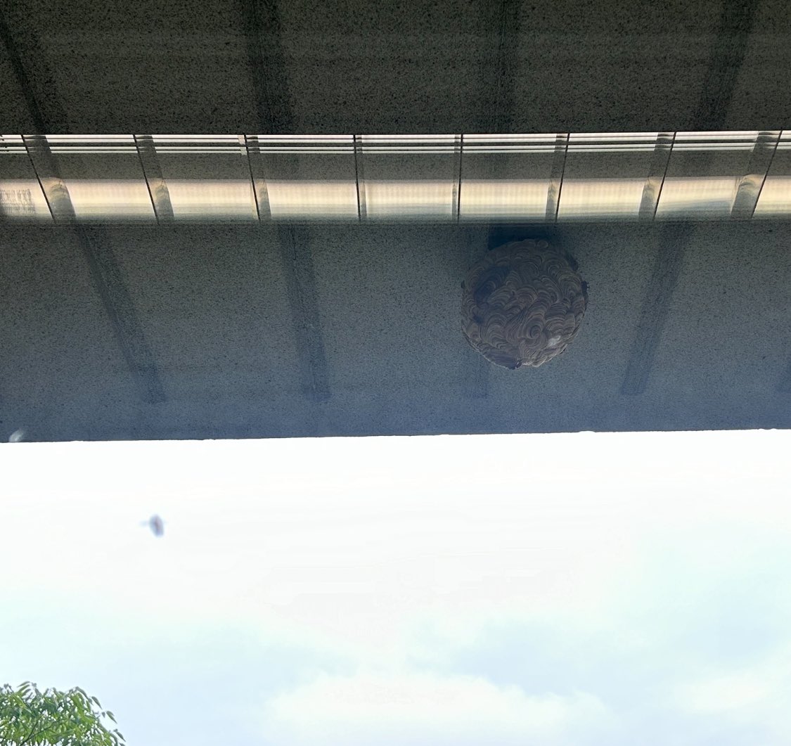 yoshio_0707's tweet image. 【2024.7.19】会派室前の #スズメバチ🐝を横目に…今日は、早朝の ＃JSMC 呉社長との意見交換にはじまり、会派総会、そして月例の ＃宮城県議会常任委員会 。その後は宿泊税に関わる自民会派内の意見交換。次いで ＃全国介護事業者連盟 からの要望及び意見交換。夕方は #宮城県自治会連合会 との懇談会