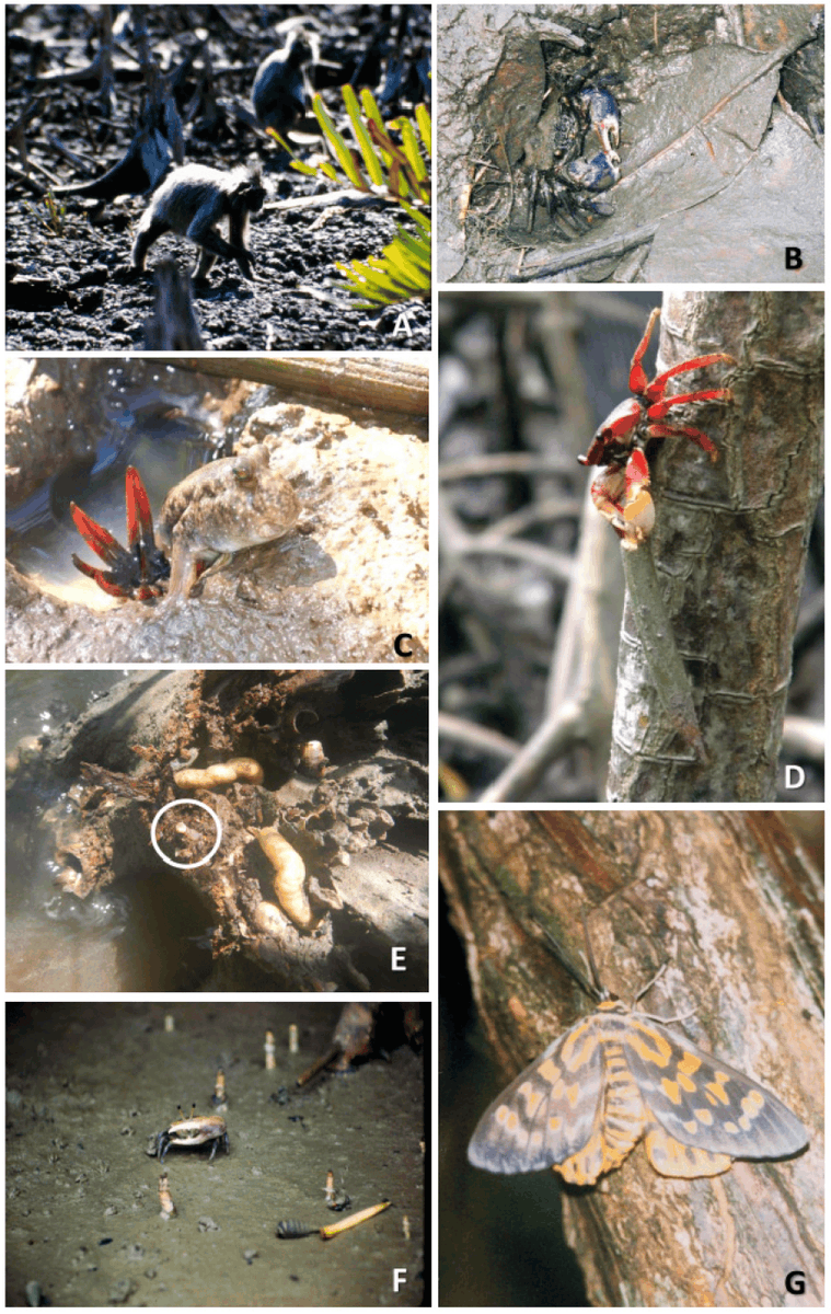 Ian, the mangrove doc (@marine_conserve) on Twitter photo Our new paper: Mangrove Biodiversity & Conservation: Setting Key Functional Groups & Risks of Climate-Induced Functional Disruption
Fab collaboration with Alex Ferreira, Liz Ashton, <a href="/drray_marine/">Dr Ray Ward</a> & Luiz Lacerda revealing how climate change impacts fauna
mdpi.com/1424-2818/16/7… Our new paper: Mangrove Biodiversity & Conservation: Setting Key Functional Groups & Risks of Climate-Induced Functional Disruption
Fab collaboration with Alex Ferreira, Liz Ashton, <a href="/drray_marine/">Dr Ray Ward</a> & Luiz Lacerda revealing how climate change impacts fauna
mdpi.com/1424-2818/16/7…