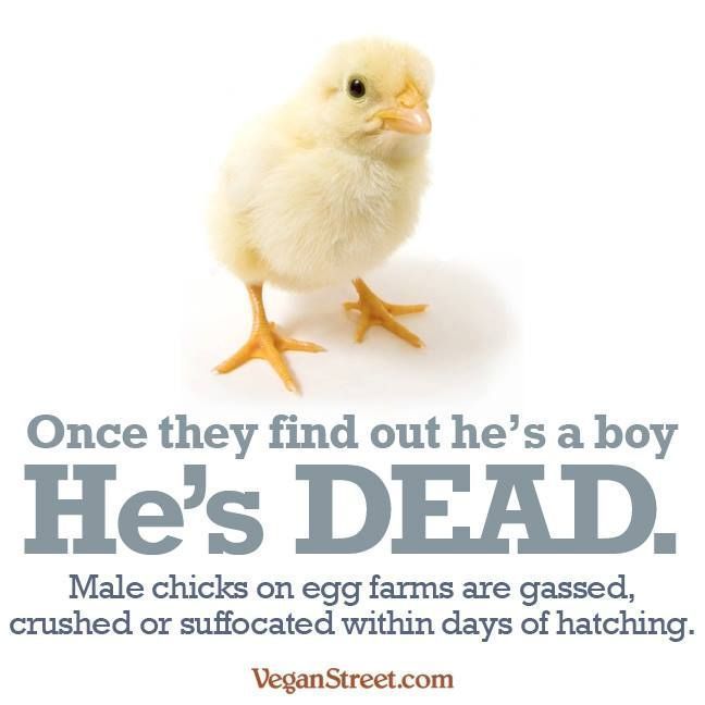 You won't see THIS in the news:

Male chicks are literally dropped into an industrial grinder to be ground alive because, to the Egg Industry, they're considered "useless." 😡