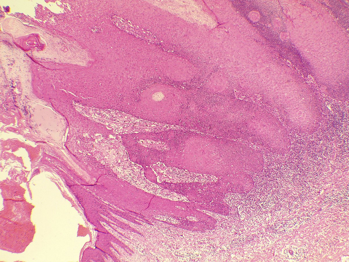 Rawa Muhsin tweet media