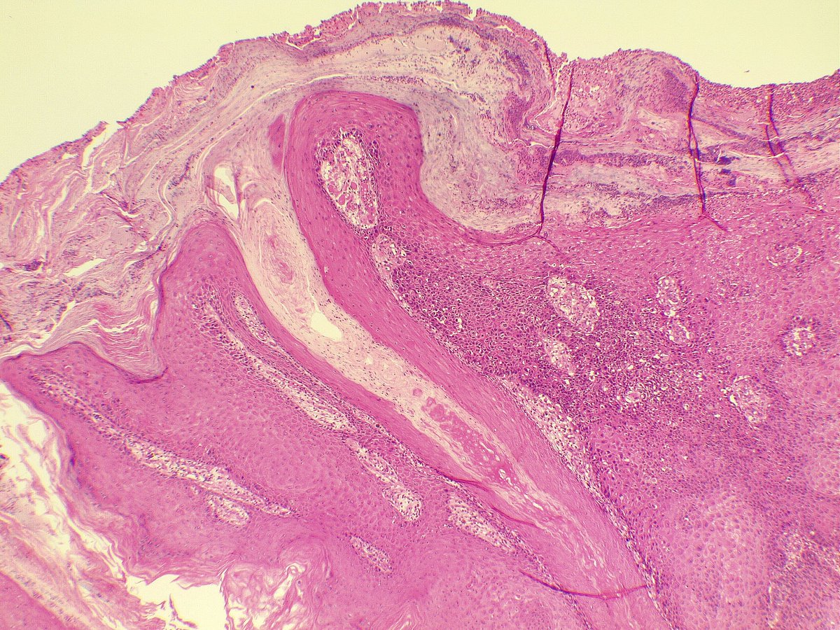 Rawa Muhsin tweet media