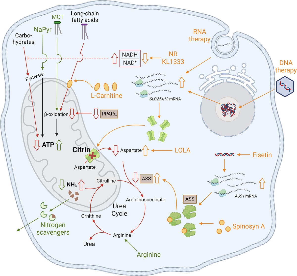 JIMD_Editors's tweet photo. Final share of the day, an excellent article reviewing the past, present and future of treatment in #citrindeficiency
The therapeutic landscape of citrin deficiency
Toni Vuković, Li Eon Kuek, Barbara Yu, Georgios Makris, and Johannes Häberle
https://t.co/obPElfVW3v https://t.co/Kbww4YLeQS