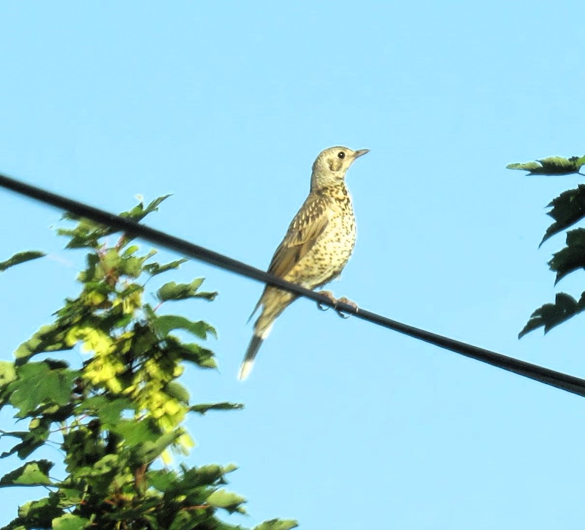 Mistle Thrush - one of a party of eight - at Higham Gobion, Beds.
#birdphotography  #birding 
#wildlifephotography   #birdwatching #TwitterNatureCommunity