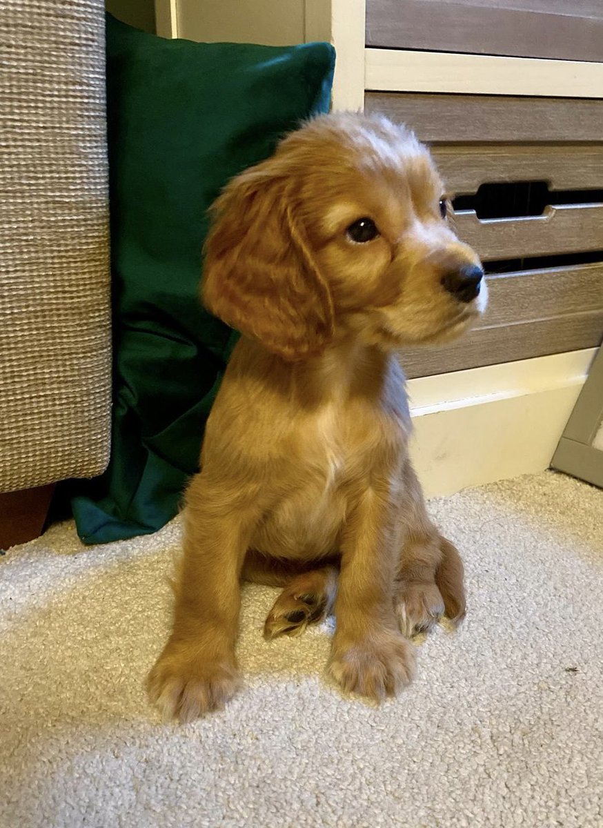 jayprovan's tweet photo. It’s like having another baby 😁 #PuppyLove https://t.co/CBZ077vRBW
