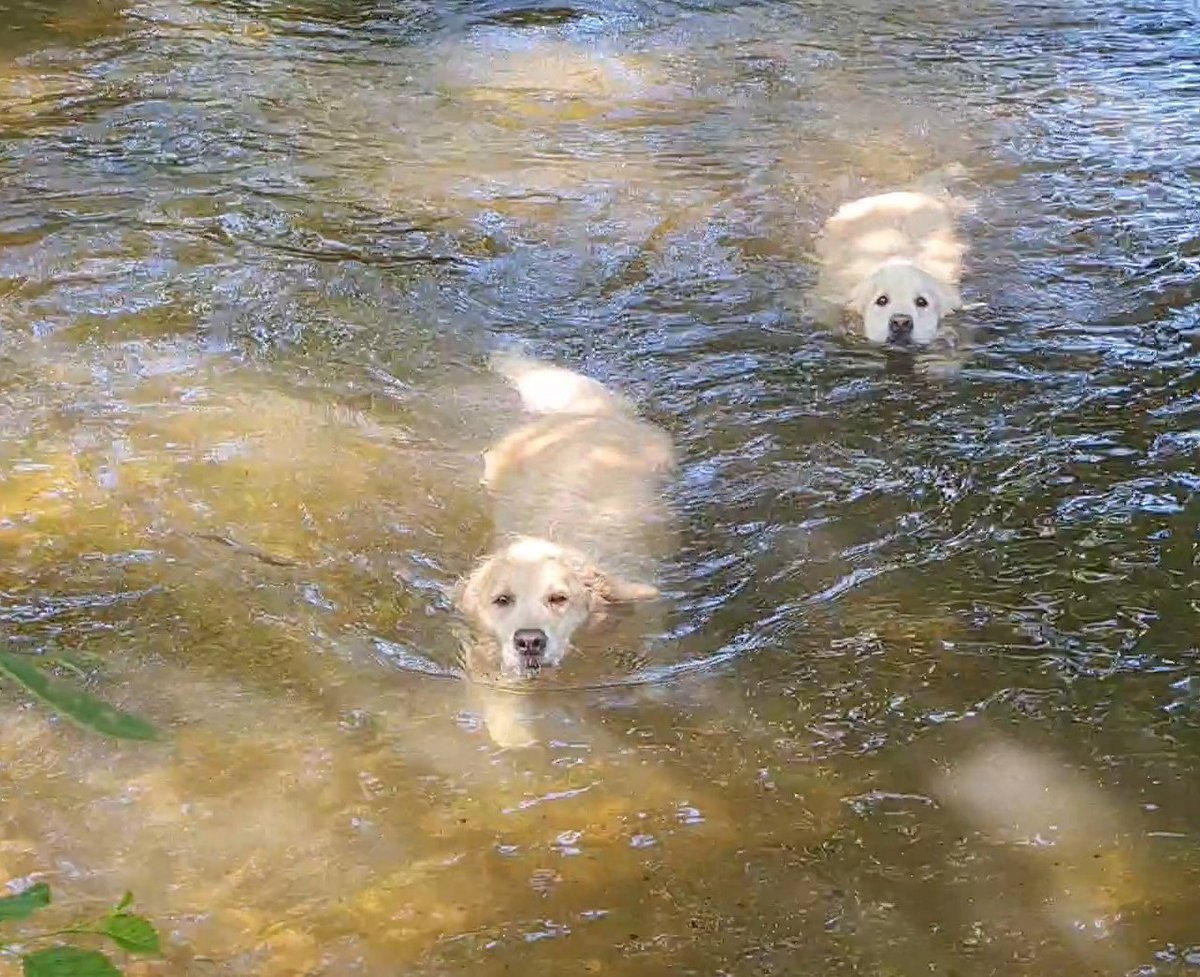 FurzeyRetriever's tweet photo. Too hot to walk so we had a dunk in the Piddle instead #FridaySwim https://t.co/tTJkDuiT5j