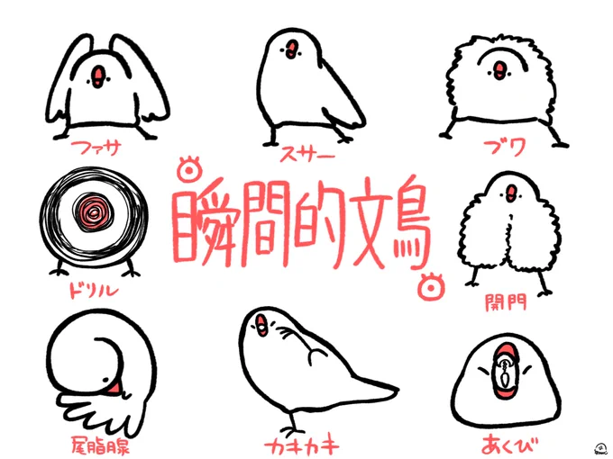 一瞬しか見られない文鳥、それが瞬間的文鳥 