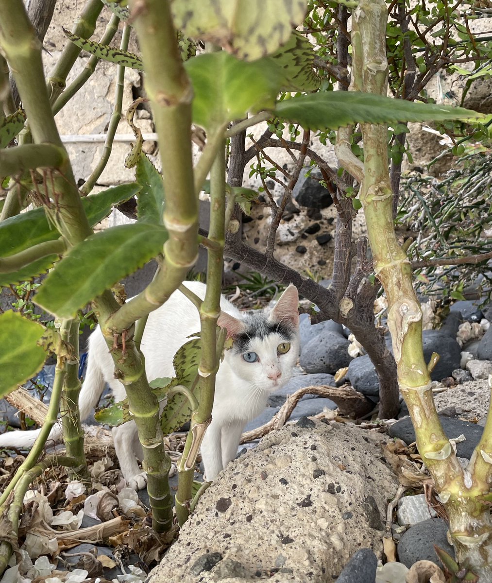 Leslie Boc tweet media