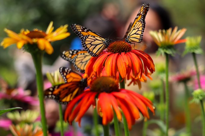 Find your wings and soar.🦋 https://t.co/g10ZAwy2Z8
