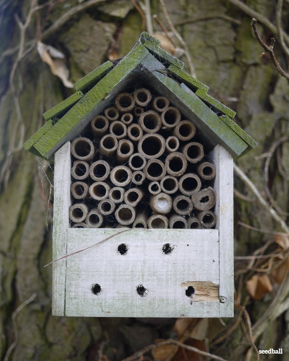 seed_ball's tweet photo. Providing habits in your garden will really help wildlife, even a simple solitary bee house can provide a nesting site. The sealed tube, means this one has been occupied.
β€οΈπ #InsectsMatter https://t.co/VCxiui08FG