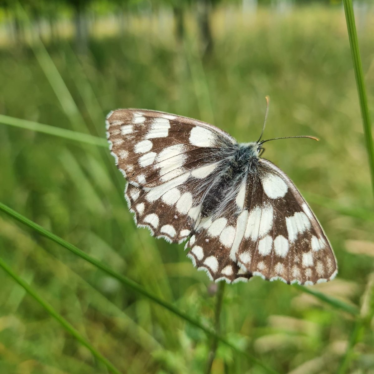 Dorset Heaths Partnership tweet media