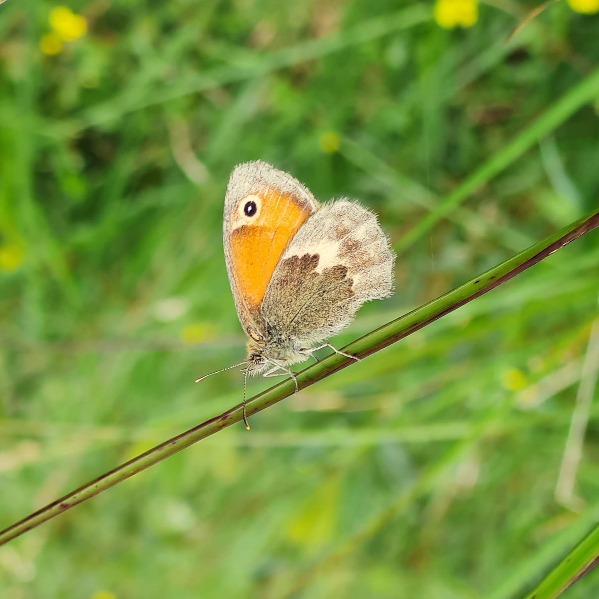 Dorset Heaths Partnership tweet media