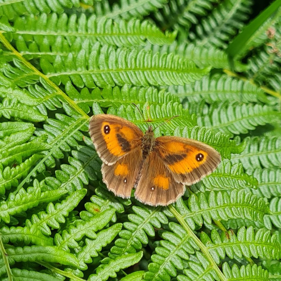 Dorset Heaths Partnership tweet media