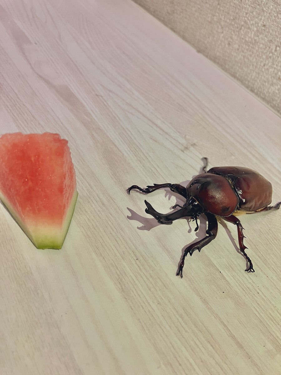 カブトムシ スイカ 下痢