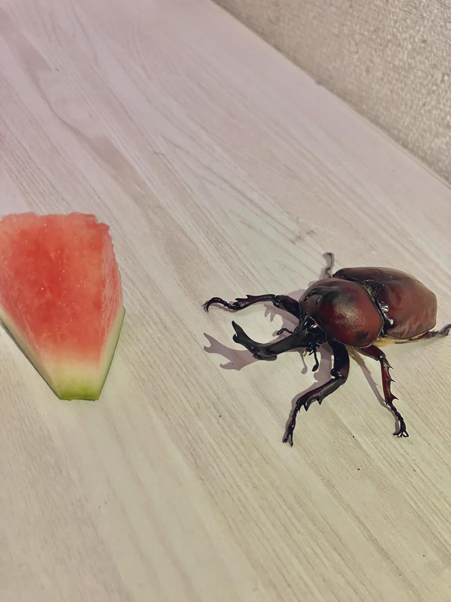 カブトムシ スイカ 下痢