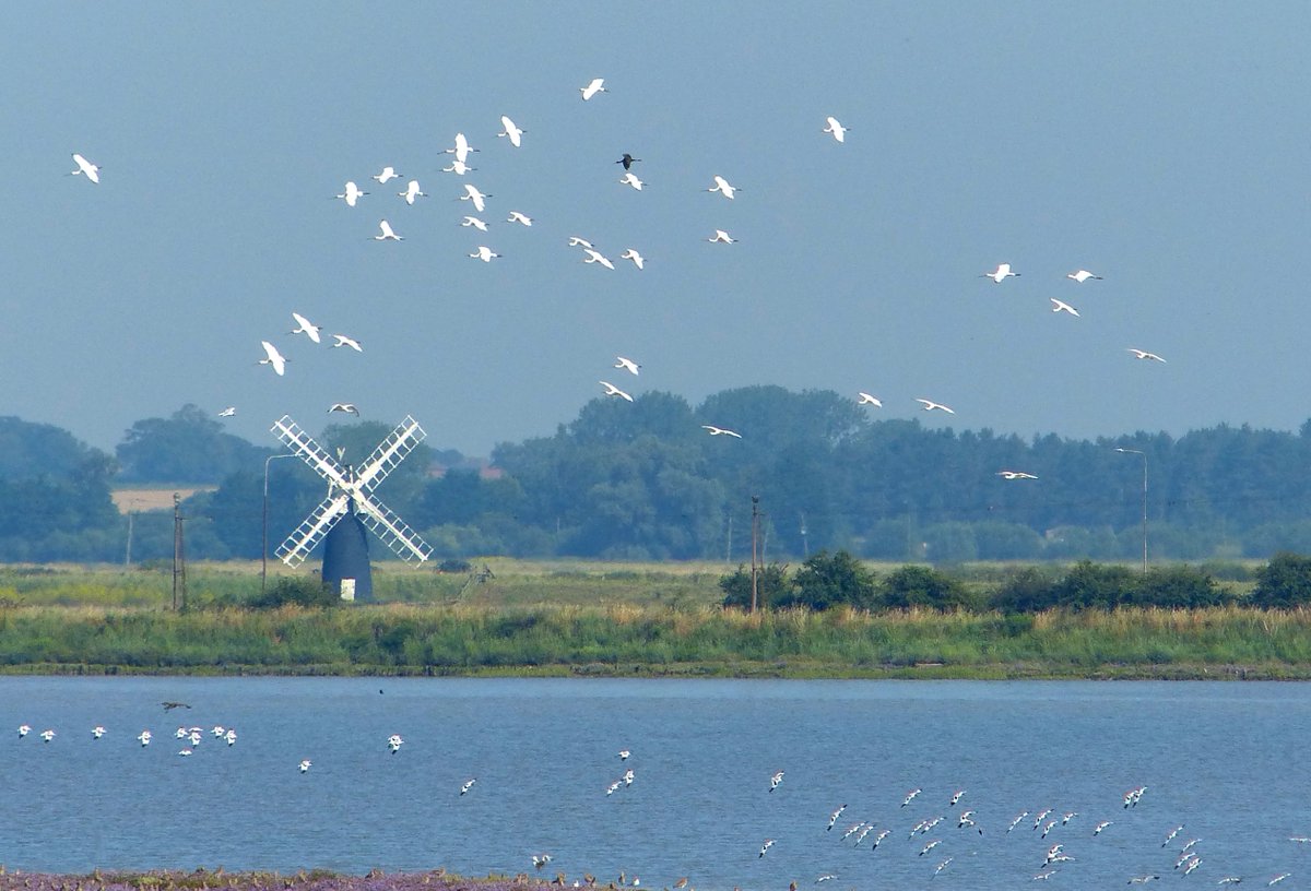Glossy Ibis and 34 Spoonbills at Breydon Water this morning.